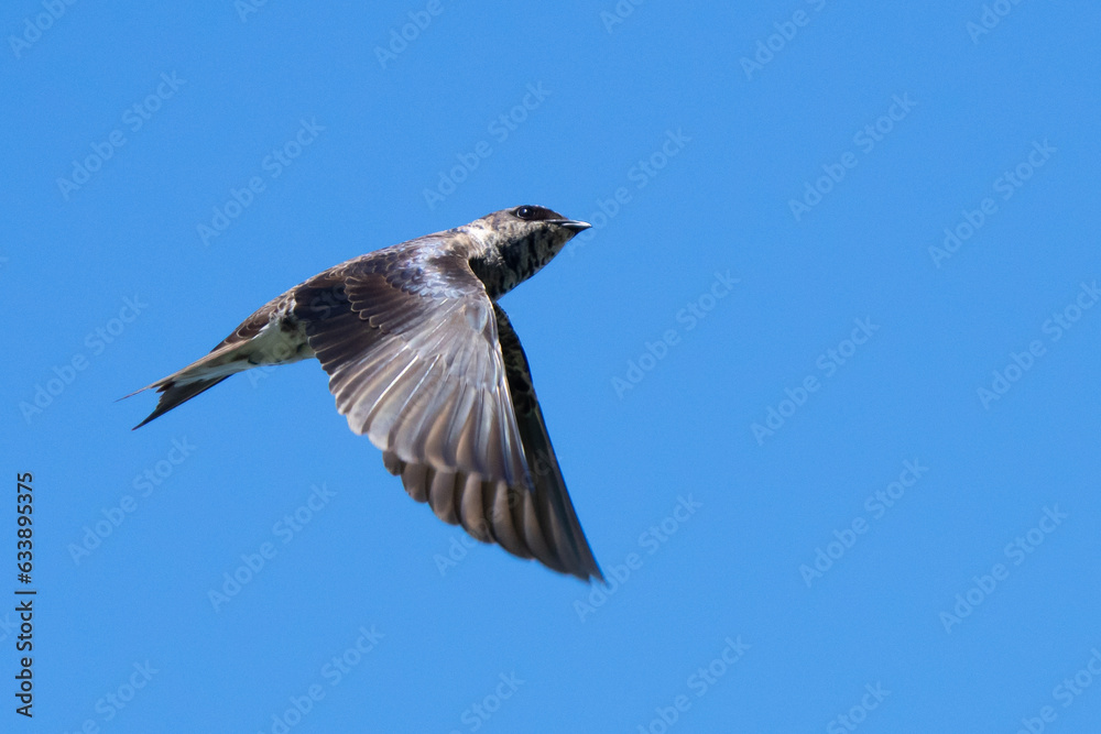 Obraz premium Majestic Purple Martin Poses for a Portrait