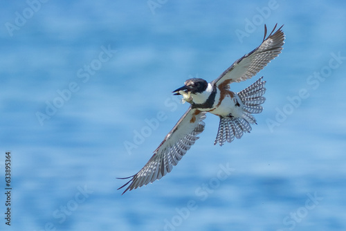 Belted Kingfisher Captures a Fish