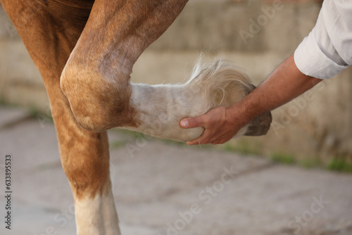 Man examining horse leg outdoors, closeup. Pet care