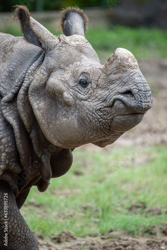 side view of an one horned rhino
