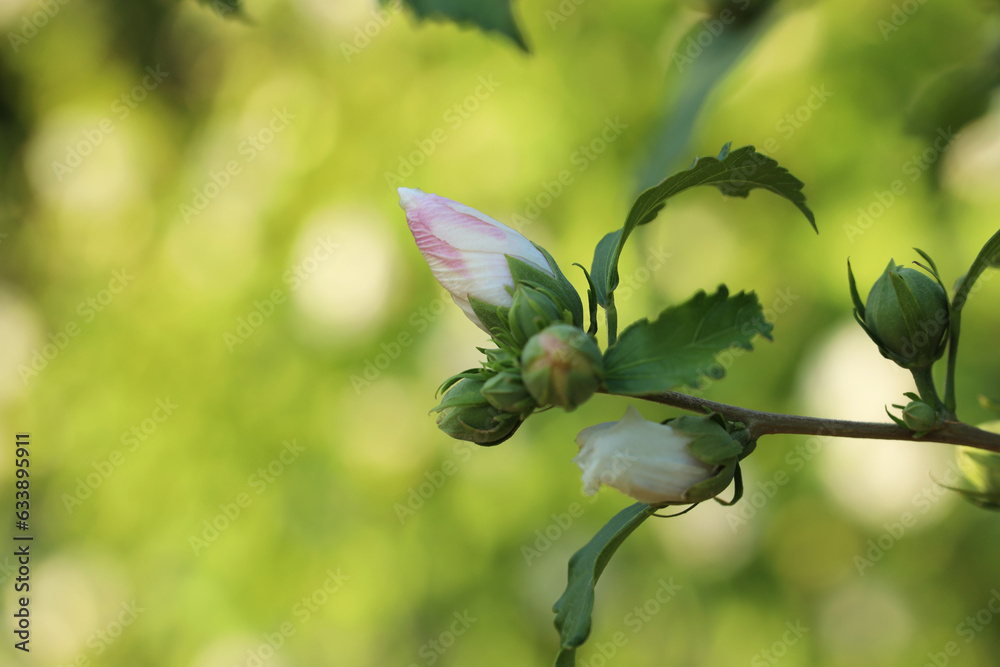 Obraz premium Branch with beautiful hibiscus buds growing outdoors, closeup. Space for text