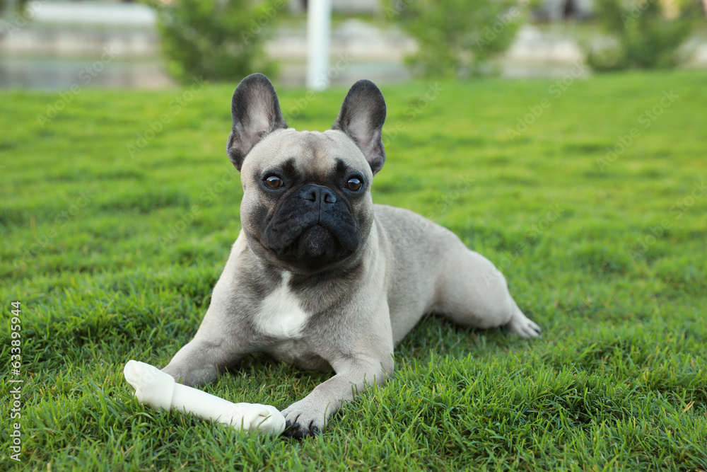 Cute French bulldog and bone treat on grass outdoors. Lovely pet