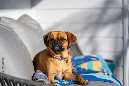 pug pugalier puppy sitting on a lounge outsite in the sun photo