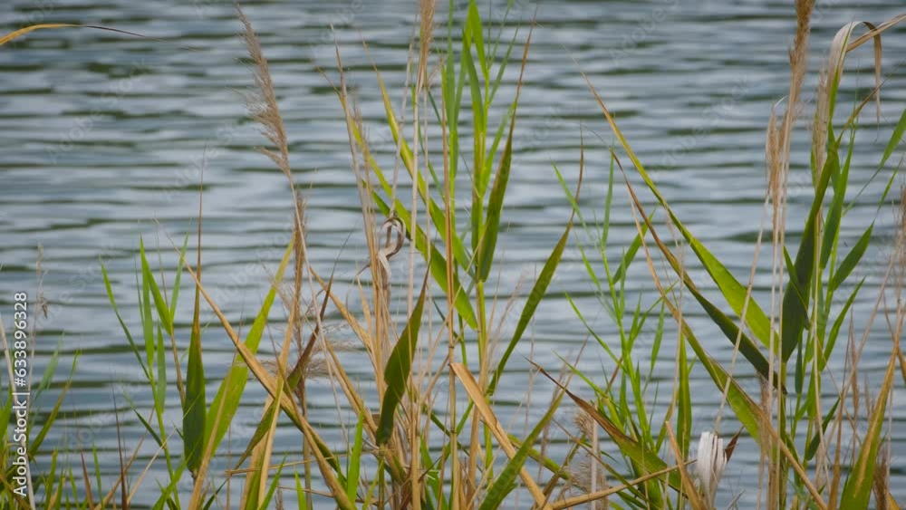 Moving on reeds near the lake Moving on reeds near the lake