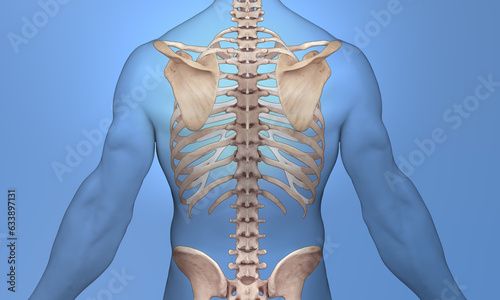 Back anatomical shoulder view scapula detail