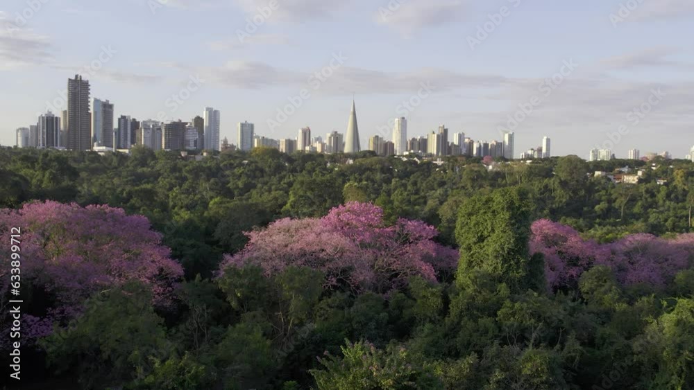 Skyline de Maringá - PR, ao fundo seu cartão postal, a Catedral, sobre a linda copa dos Ipês floridos.