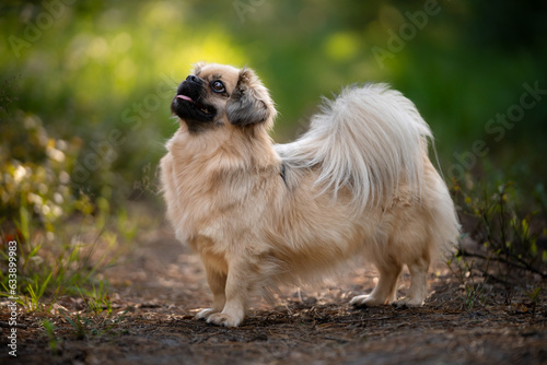 Portret psa rasy spaniel tybetański photo