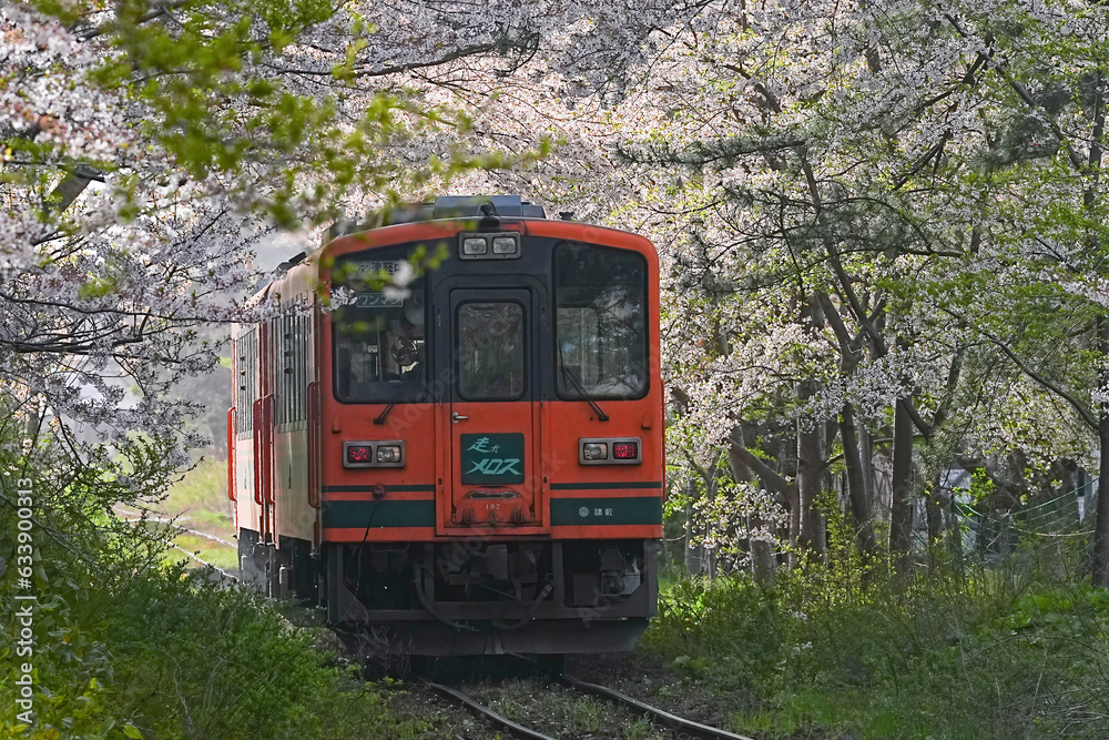 Fototapeta premium 芦野公園