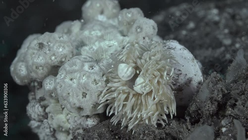 The shrimp, spreading its long whiskers, sits on a shaggy nudibranch that crawls along the corals.
Egg shell shrimp (Hamopontonia fungicola) 2,5 cm. ID: 2 large white saddles, tiny reddish dots. photo