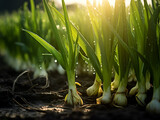 A Close Up of Leeks Growing on a Farm