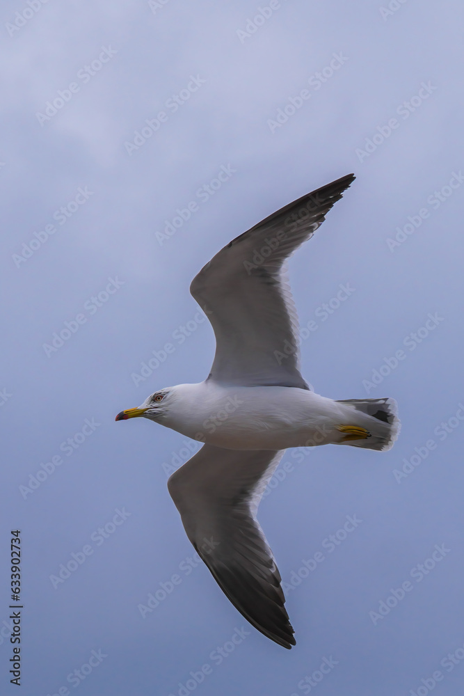 Obraz premium ウミネコ