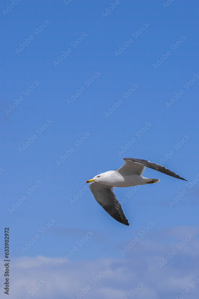 Obraz premium ウミネコ