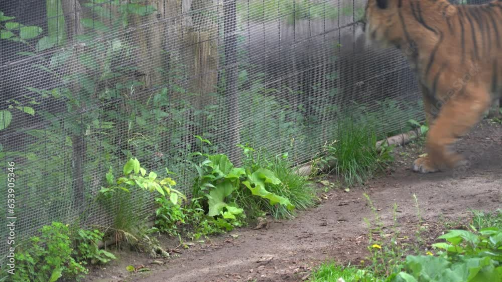 Sumatran tiger is a population of Panthera tigris sondaica on the