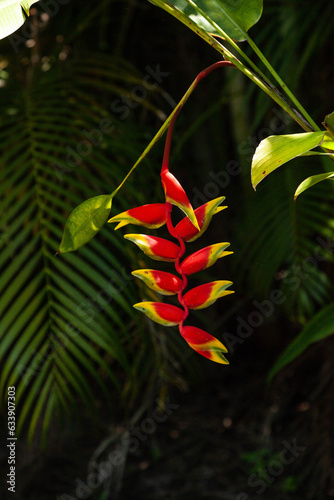 Lobster claw heliconia Heliconia rostrata red and yellow flower photo