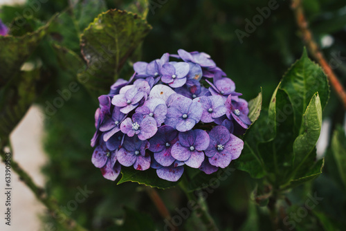 Large purple hydrangea close-up