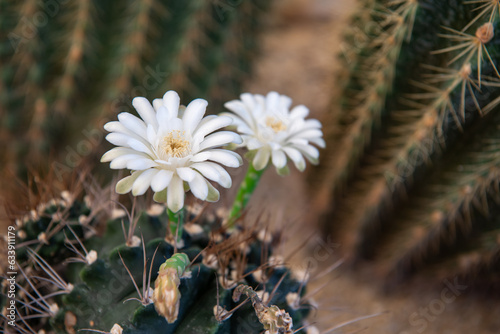 Cactus (Gymno ,Gymnocalycium) and Cactus flowers in cactus garden many size and colors popular use for decorative in house or flower shop photo