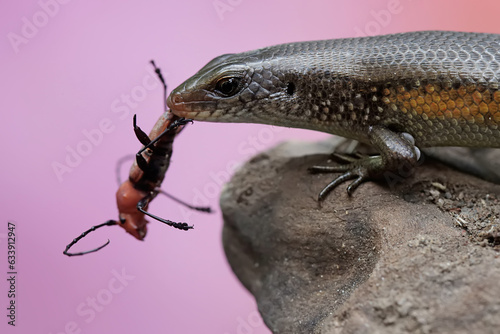 A common sun skink eating a red-brown longhorn beetle. This reptile has the scientific name Mabouya multifasciata. photo