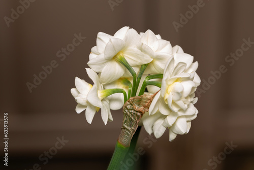 Narcissus Erlicheer, double daffodil flower photo