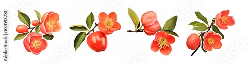 Set of Chaenomeles Speciosa Flower and Fruit Sticker, bright orange flowers and fruit photo