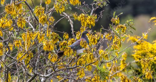 Keruru - Wood Pigeon, New Zealand photo