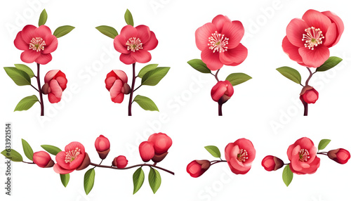 Wallpaper Mural Botanical Illustration of Scarlet Camellia Flowers and Buds on White Background, Detailed Flora Torontodigital.ca