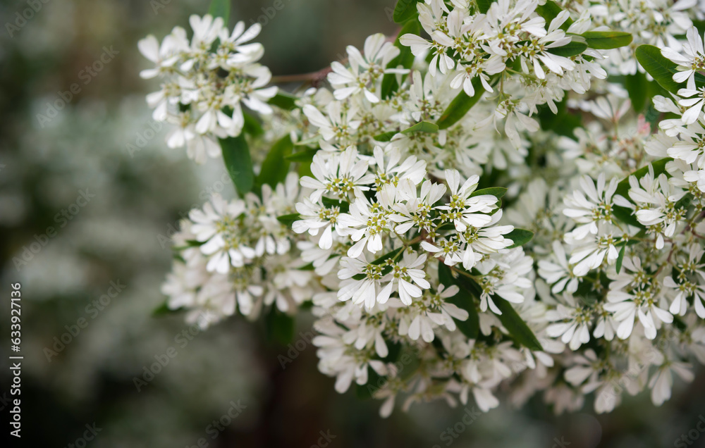 Mini white flowers and green leaf background Mini white flowers and green leaf background