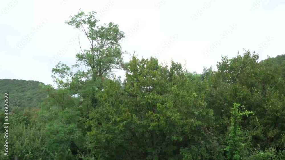 strong wind shakes branches and leaves of trees strong wind shakes branches and leaves of trees