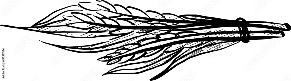 Rice sketch Rice sketch