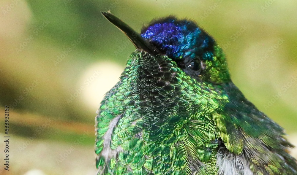 Beija-flor verde brilhante, pássaro da mata atlântica brasileira - obrazy, fototapety, plakaty 