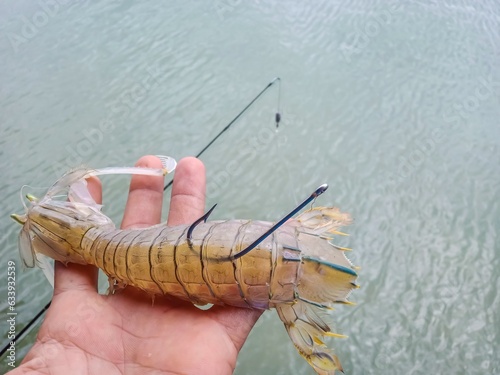live fishing bait prepared for grouper fish, mantis shrimp hooked