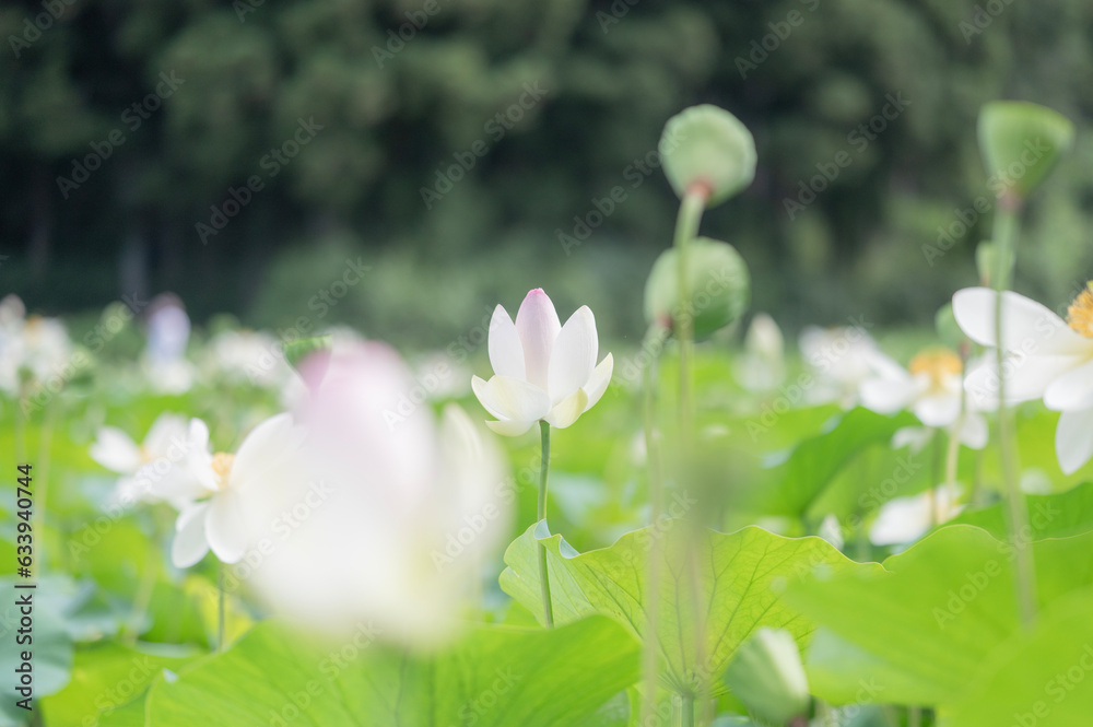 Fototapeta premium ハスの花