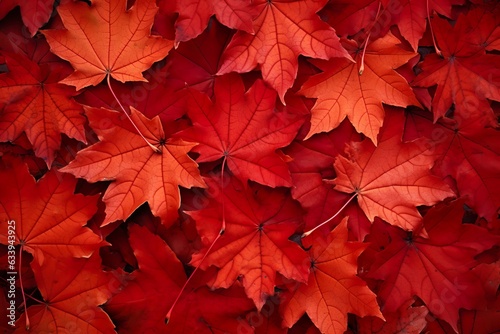 Wine red autumn leaves texture  fall nature background   