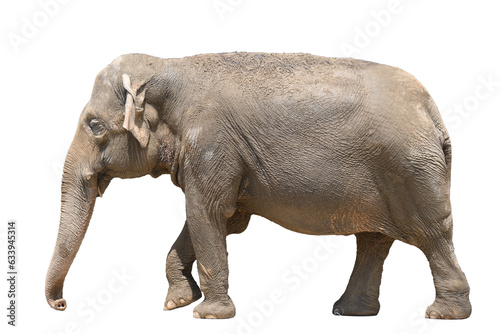                   Elephas maximus   