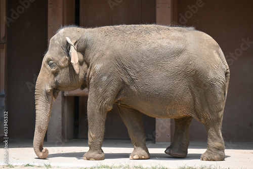 アジアゾウ（Elephas maximus） photo