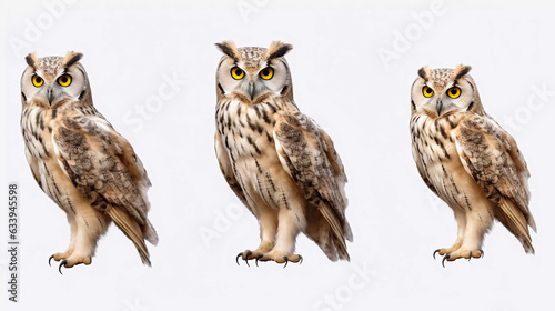 Portrait of a owl 