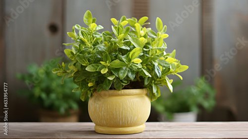 Branch of Lemon basil in clay flower pot