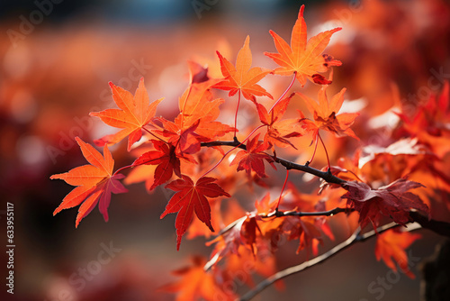 Beautiful maple leaves in autumn sunny day