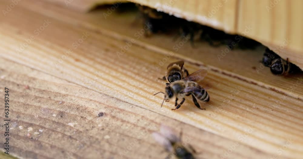 A macro view as several bees walk by the entrance to the hive. A macro view as several bees walk by the entrance to the hive.