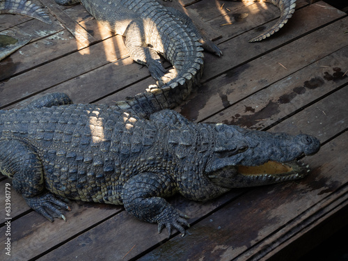 Crocodile farm on Tonle Sap lake in Cambodia