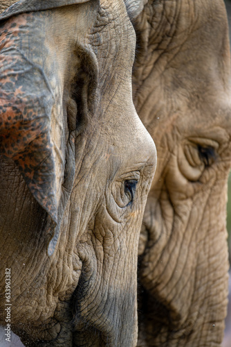 two elephants heads side by side close up