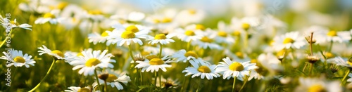 Chamomile flower for a banner. © Image