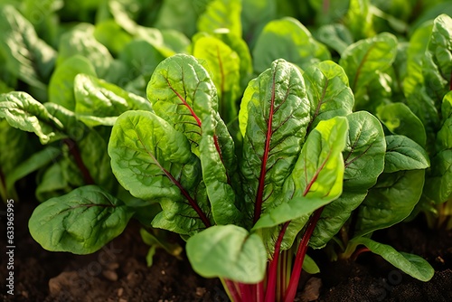 Chard growing in an urban garden. Garden beet and salad leaves close up.  photo