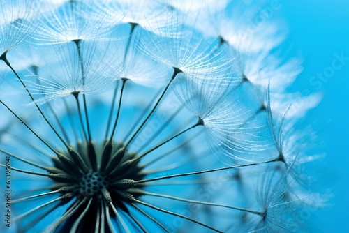 Close up of dandelion on the blue background.  © Image