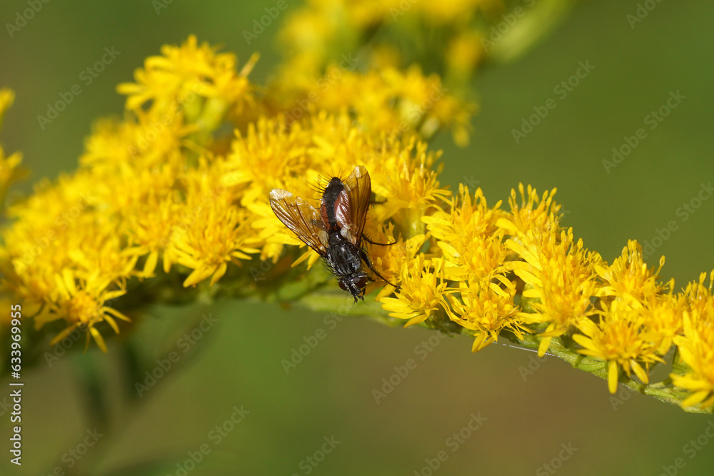 Closeup fly Eriothrix rufomaculata, Eriothrix rufomaculatus, family Tachinidae. Flowering Canada goldenrod (Solidago Canadensis). Dutch garden. Holland, summer                               