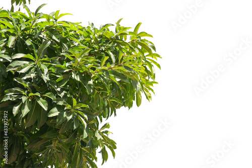 Fototapeta Naklejka Na Ścianę i Meble -  green leaf or tree branch isolated on white background.