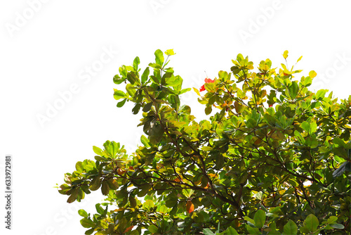 Fototapeta Naklejka Na Ścianę i Meble -  green leaf or tree branch isolated on white background.