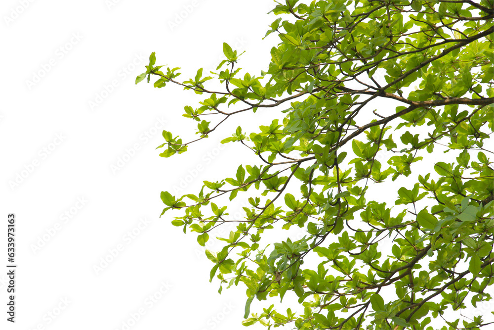 Fototapeta premium green leaf or tree branch isolated on white background.