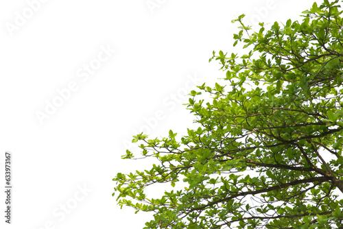 green leaf or tree branch isolated on white background.