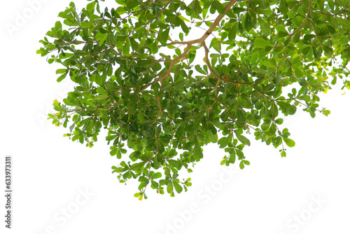 green leaf or tree branch isolated on white background.