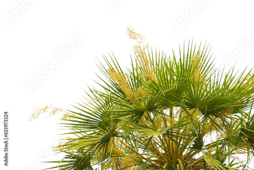 Fototapeta Naklejka Na Ścianę i Meble -  green coconut leaf or tree branch isolated on white background.Selection focus.
